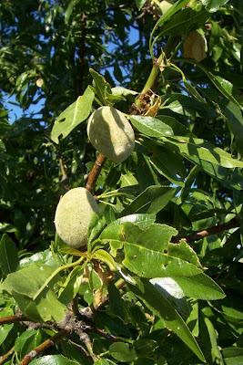 Almond Almond