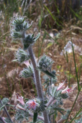 Echium asperrimum,
rough Italian-bugloss,
Viperina ruvidissima