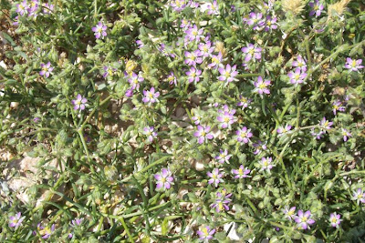 Esparcilla encarnada Esparcilla encarnada