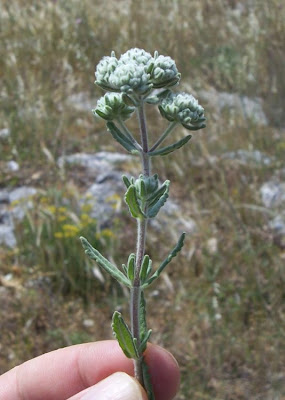 Camedrio polio
