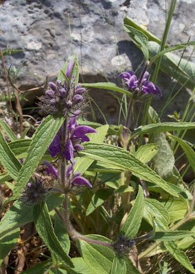Phlomis herba-venti L.