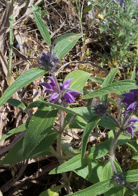 Phlomis herba-venti L.