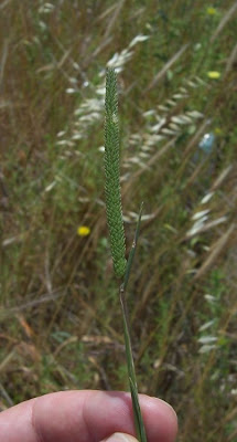 Codolina subulata Codolina subulata