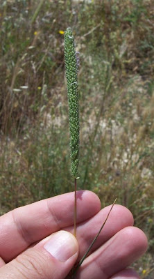 Codolina subulata Codolina subulata