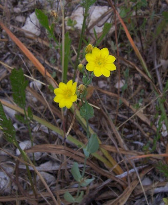 Blackstonia perfoliata,
Centauro giallo,
Yellow Wort Blackstonia perfoliata,
Centauro giallo,
Yellow Wort