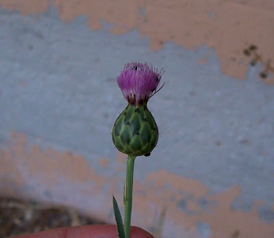 Mantisalca,
mantisalca Mantisalca,
mantisalca