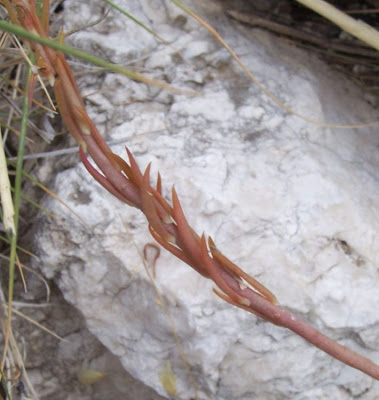 European stonecrop