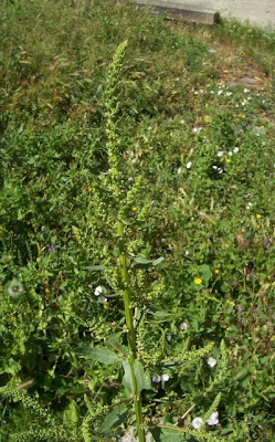 Bietola comune Bietola comune