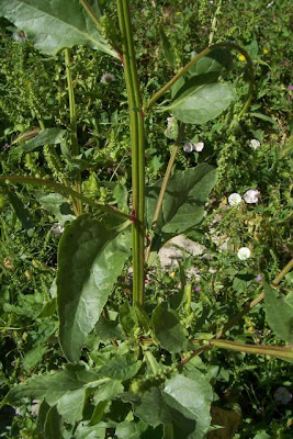 Bietola comune Bietola comune