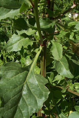 Bietola comune Bietola comune