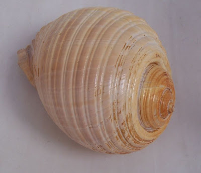 Giant tun