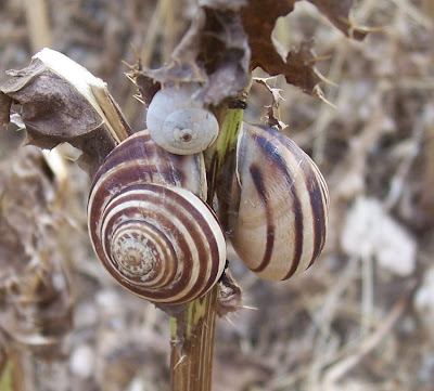 Chocolate-band snail Chocolate-band snail
