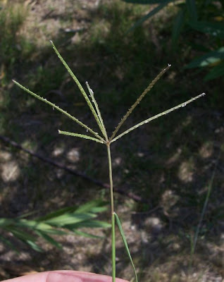 Bermuda grass Bermuda grass