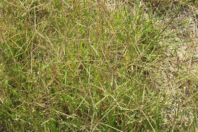 Bermuda grass Bermuda grass