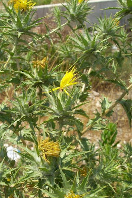 Saffron thistle