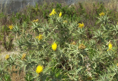 Saffron thistle