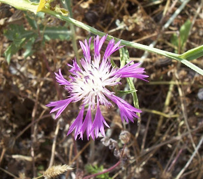 Centaurea subtilis Bertol.