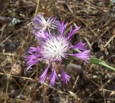 Centaurea subtilis Bertol.