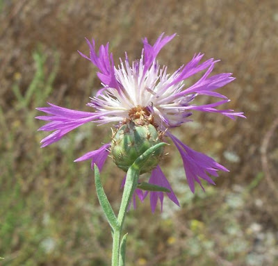 Centaurea subtilis Bertol.
