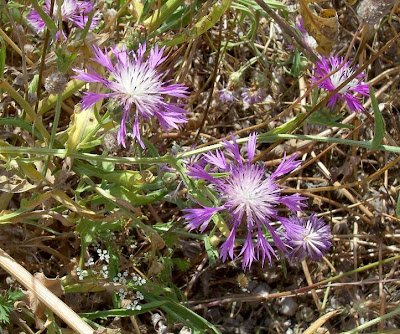 Centaurea subtilis Bertol.