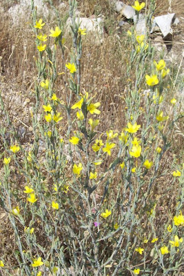 Lactuca viminea,
Lattuga alata,
Pliant Lettuce
