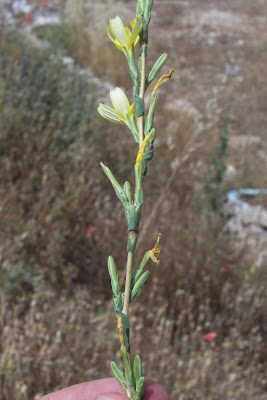 Lactuca viminea,
Lattuga alata,
Pliant Lettuce