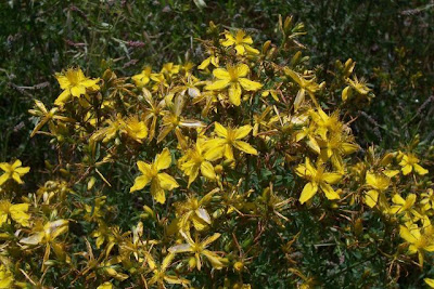 Common St. Johnswort Common St. Johnswort