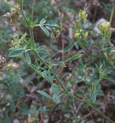 Alfalfa Alfalfa