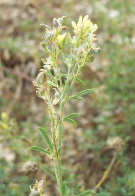 Alfalfa Alfalfa