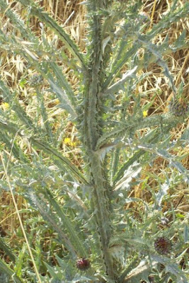 Cardo-ilírico Cardo-ilírico