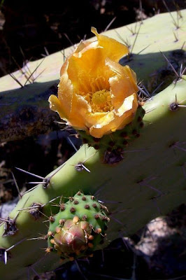 Figo-da-Espanha