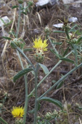 Centaurea nizzarda Centaurea nizzarda