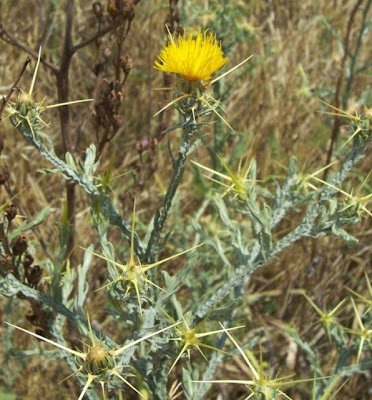 St. Barnaby's thistle