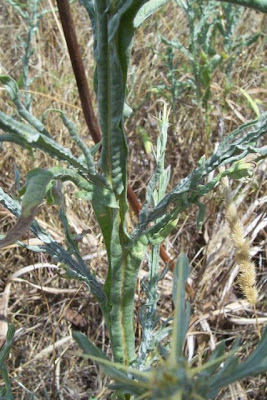 St. Barnaby's thistle