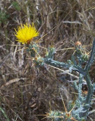 St. Barnaby's thistle