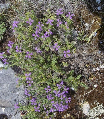 Thymus capitatus (L.) Hofmgg. et Lk.