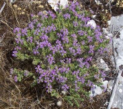 Thymus capitatus (L.) Hofmgg. et Lk.
