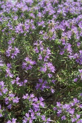 Thymus capitatus (L.) Hofmgg. et Lk.