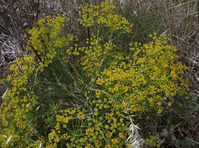 Cachrys libanotis,
Basilisco liscio Cachrys libanotis,
Basilisco liscio