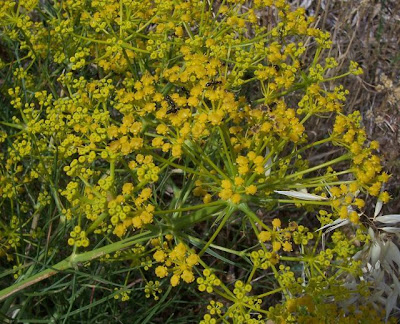 Cachrys libanotis,
Basilisco liscio Cachrys libanotis,
Basilisco liscio