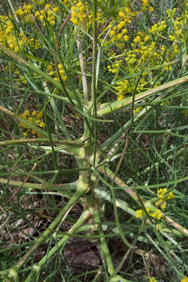 Cachrys libanotis,
Basilisco liscio Cachrys libanotis,
Basilisco liscio