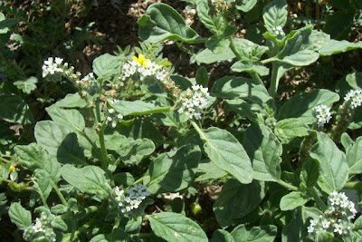 Verrucaria