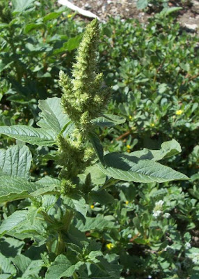 Amaranthus retroflexus L.