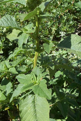 Amaranthus retroflexus L.