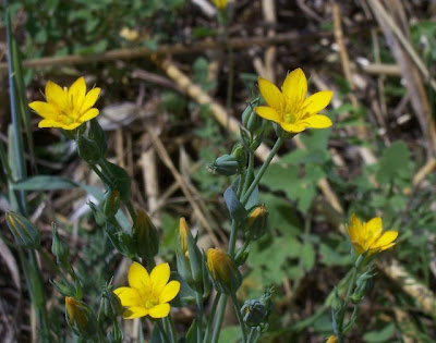 Blackstonia perfoliata,
Centauro giallo,
Yellow Wort Blackstonia perfoliata,
Centauro giallo,
Yellow Wort