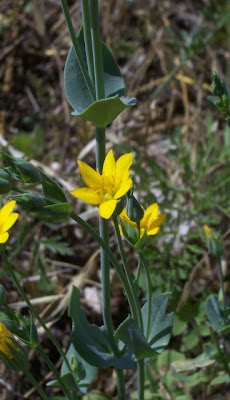 Blackstonia perfoliata,
Centauro giallo,
Yellow Wort Blackstonia perfoliata,
Centauro giallo,
Yellow Wort