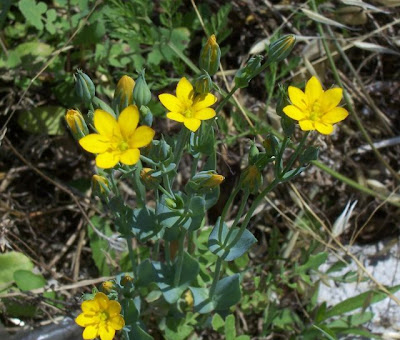 Blackstonia perfoliata,
Centauro giallo,
Yellow Wort Blackstonia perfoliata,
Centauro giallo,
Yellow Wort