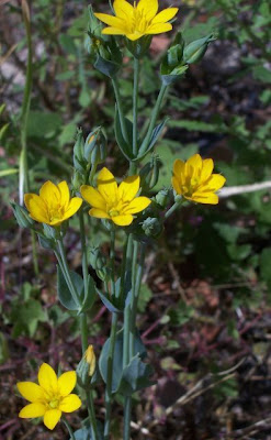 Blackstonia perfoliata,
Centauro giallo,
Yellow Wort Blackstonia perfoliata,
Centauro giallo,
Yellow Wort