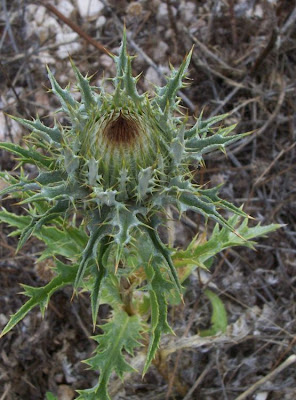 Woolly Carline Thistle Woolly Carline Thistle