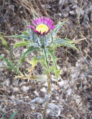 Woolly Carline Thistle Woolly Carline Thistle